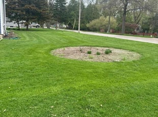 Shauna F.'s Yard Cutting service result