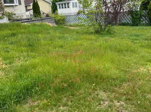 Bush Trimming by Matthew Clouse for Gerly A. in Saugus, MA