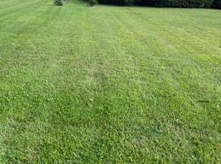 Jessica G.'s Lawn Care service result