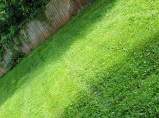 William K.'s Lawn Mowing service result
