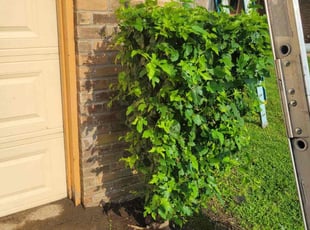 Bush Trimming by Yennifer Campos for James W. in La Porte, TX
