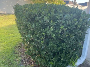 Bush Trimming by Navin Persad for Giovanni R. in Ruskin, FL