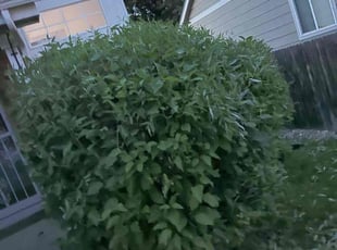 Bush Trimming by Eugenio Pérez for Chad v. in Aurora, CO