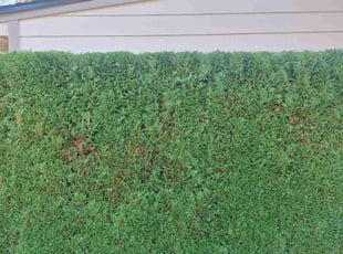Bush Trimming by Robert Martin for Mike B. in Everett, WA