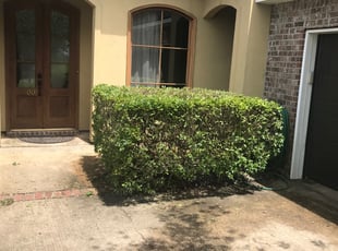 Bush Trimming by Carl Aguillard for Darryl D. in Gonzales, LA