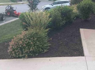 Weeding by Ricardo Williams for William B. in Greenville County, SC