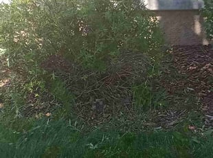 Bush Trimming by Wayne Mead for Sarah H. in Colorado Springs, CO