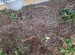 Weeding by Nathaniel Turnbow for Michael B. in Cincinnati, OH