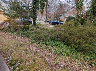 Bush Trimming by Amber Fuentes for Valerie H. in Chevy Chase, MD