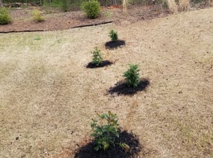 Landscaping by Jody Serecky for Stephanie C. in Cumming, GA