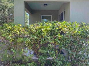 Bush Trimming by Catherine Thomas for Kaela E. in Lutz, FL