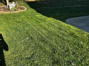 Danielle C.'s Grass Cutting service result