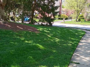 Suzanne D.'s Lawn Service service result