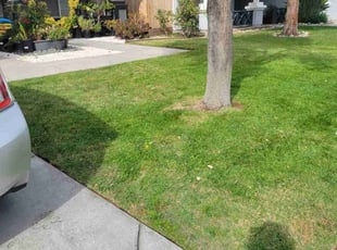Andrew M.'s Yard Cutting service result