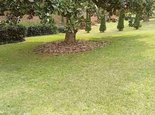 Tonya S.'s Lawn Maintenance service result