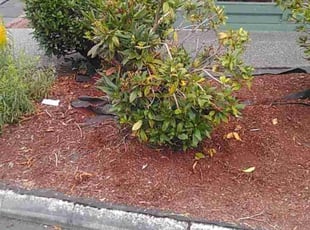 Bush Trimming by Robert Martin for Denh S. in Everett, WA