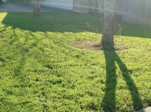 Carrie Y.'s Lawn Care service result
