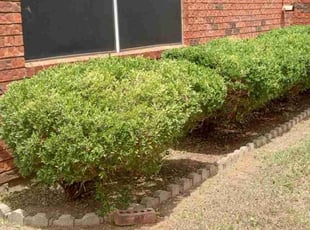 Bush Trimming by Brian Dudley for Abby E. in Grand Prairie, TX