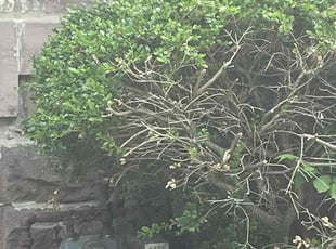 Bush Trimming by Mayra Estrada for Marshall P. in Chicago, IL
