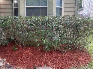Bush Trimming by Gerardo Marroquin for Sid R. in Spring, TX