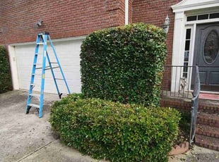 Bush Trimming by Scaroline LLC for Chuck R. in Norcross, GA