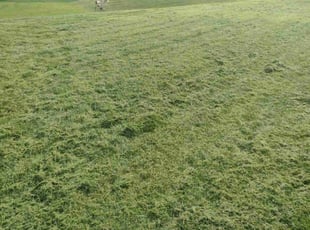 Michelle F.'s Lawn Maintenance service result