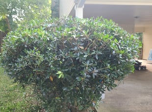 Bush Trimming by Johnnie Perry for Darouny K. in Ridgeland, MS