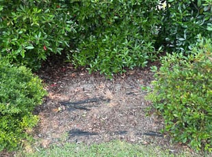 Weeding by Amelia Brown for Jon H. in Cayce, SC