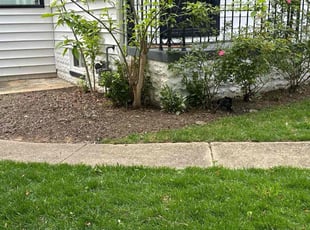 Weeding by Fidel Rodriguez for Hannah R. in Arlington, VA