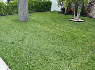 Kelvin S.'s Lawn Mowing service result
