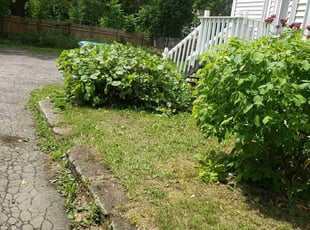 Bush Trimming by Chad Holzinger for Kadeem R. in Rochester, NY