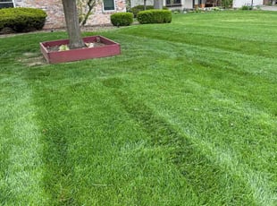 Leisa J.'s Lawn Service service result