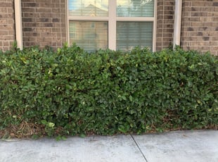 Bush Trimming by Michelle Quintanilla for Albert F. in San Antonio, TX