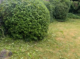 Bush Trimming by Joseph Fullner for Trapper L. in Tacoma, WA