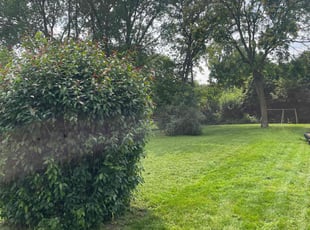 Pamela H.'s Lawn Care service result
