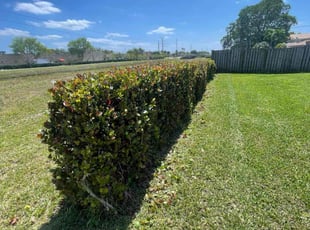 Bush Trimming by Marcus Major for Timothy K. in Sunrise, FL