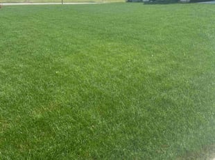 Fred M.'s Lawn Service service result