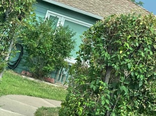 Bush Trimming by Tony Roma for Charlee C. in Denver, CO