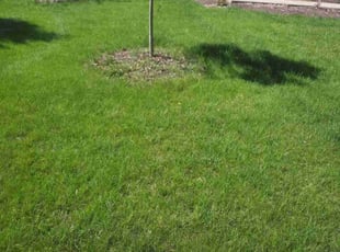 Nagg M.'s Lawn Mowing service result