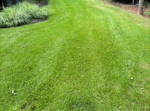Dee B.'s Yard Cutting service result