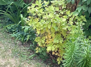 Bush Trimming by Kenneth Walton for David w. in Minneapolis, MN