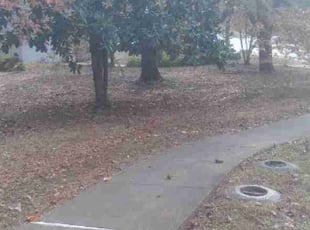 Leaf Removal by Danmario Smih for Aisha F. in Stockbridge, GA