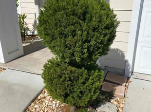 Bush Trimming by Mark Collins for Robert g. in Jacksonville, FL