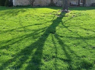 Harry P.'s Lawn Care service result