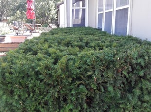 Bush Trimming by Nick Ecker for Dan F. in Overland Park, KS