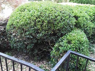 Bush Trimming by Jerry Gross Jr for Shaliesa H. in Stone Mountain, GA