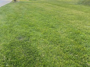 Erik B.'s Yard Cutting service result