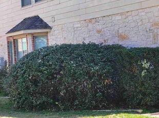Bush Trimming by Jason Westgor for Shannon C. in San Antonio, TX