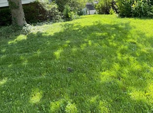Michael N.'s Grass Cutting service result