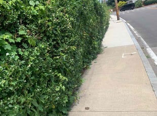 Bush Trimming by David Cardillo for Patrick O. in East Providence, RI